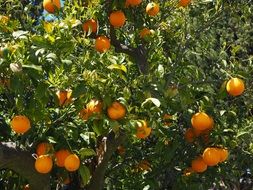 orange tree on plantation