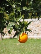 healthy orange on the tree branch close-up on blurred background