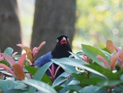 blue magpie sits on a plant