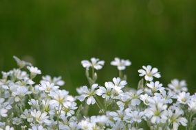 small white cream flowers