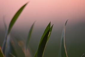 Wheat Agriculture