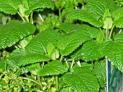 growing mint