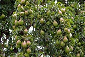 lot of Pears on branches, rich harvest