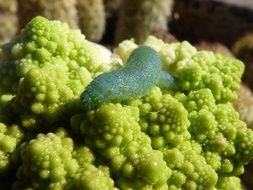 Caterpillar Broccoli green Worm