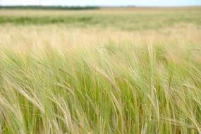 young wheat sprouts