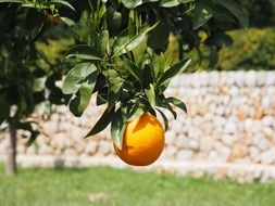 orange fruit on the tree