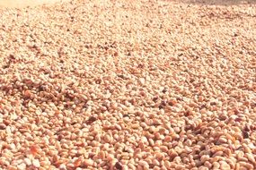 Coffee Harvest,Colombia