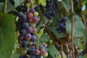 ripening Grapes on vine, summer Vineyard