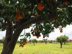 plantation of orange trees