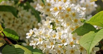 bird cherry Blossoms close up