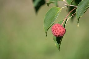 Red dogwood berry