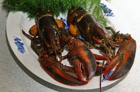 cooked danish lobster on a plate