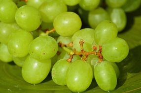 ripe bunch Grapes as a Healthy Fruit