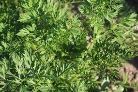 green parsley in the garden