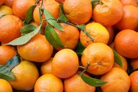 juicy ripe tangerines with green leaves