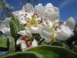 spring Pear Blossom macro