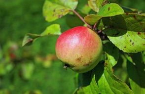 fresh apple on green branch