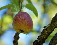 apple on tree close up