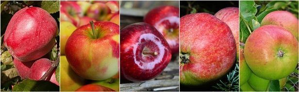 collage with red apples