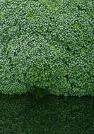 col of broccoli