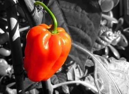 Red pepper in nature