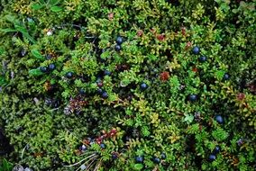 blue berries on a bush in Iceland