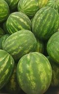 lot of ripe watermelons close up