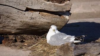 larus canus in a nest on the coast