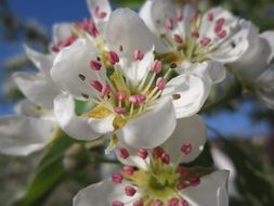 macro picture of Pear flowers at sun