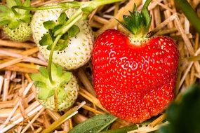 ripe and growing strawberrys