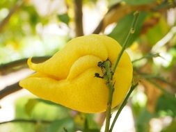 unusual shape lemon on tree