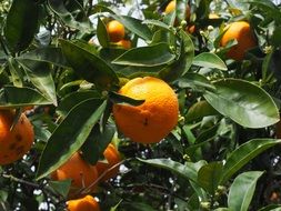 oranges on the citrus tree