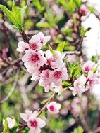 branch of cherry pink flowers