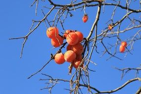 Persimmon Eggplant Fruit Harvest time