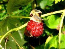 garden snail on the raspberry