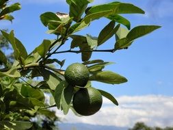 green lemons on the tree