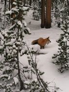 Fox Hunting