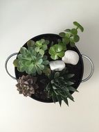 Vegetation Succulent