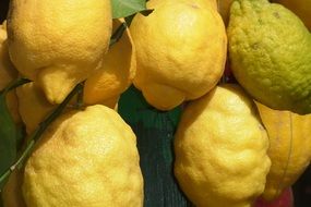 yellow big lemons on branches close up