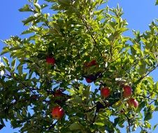 Apple Tree Branches at blue sky