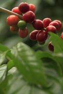 Coffee Plant