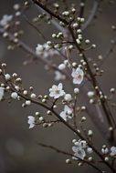 spring flowering branches of cherry