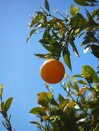 growing lemon on the tree