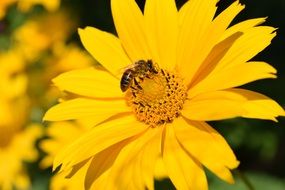 perennial sunflower