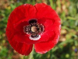close-up of a poppy