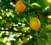 Yellow Plums on branch closeup