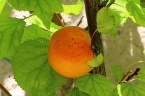 healthy apricot grow on a fruit tree in the garden