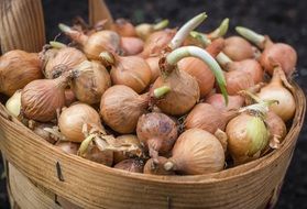 basket with onions