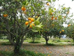 citrus trees