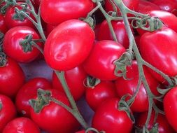 red tomatoes on the branch